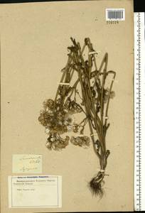 Senecio vernalis Waldst. & Kit., Eastern Europe, Central forest-and-steppe region (E6) (Russia)