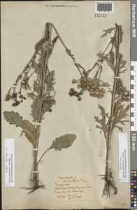 Jacobaea andrzejowskyi (Tzvelev) B.Nord., Eastern Europe, Rostov Oblast (E12a) (Russia)