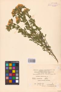 Chamaecytisus austriacus (L.) Link, Eastern Europe, South Ukrainian region (E12) (Russia)