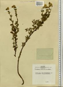 Dasiphora fruticosa (L.) Rydb., Siberia, Altai & Sayany Mountains (S2) (Russia)