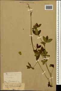 Trifolium medium L., Caucasus, Stavropol Krai, Karachay-Cherkessia & Kabardino-Balkaria (K1b) (Russia)