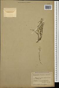 Arenaria serpyllifolia L., Caucasus, Abkhazia (K4a) (Abkhazia)