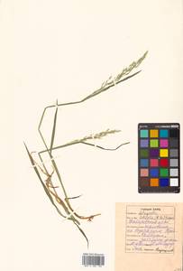 Arctagrostis arundinacea (Trin.) Beal, Siberia, Russian Far East (S6) (Russia)