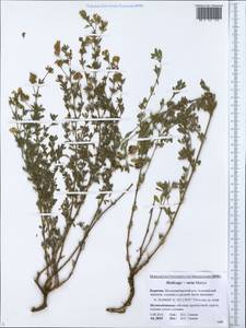 Medicago × varia Martyn, Siberia, Baikal & Transbaikal region (S4) (Russia)