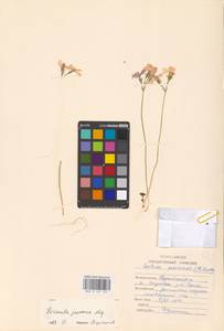 Primula jesoana Miq., Siberia, Russian Far East (S6) (Russia)