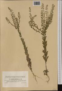 Lepidium campestre (L.) W. T. Aiton, Western Europe (EUR) (Czech Republic)