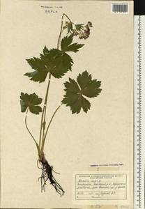 Astrantia major L., Eastern Europe, West Ukrainian region (E13) (Ukraine)
