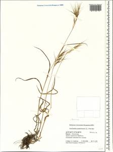 Bromus madritensis L., Crimea (KRYM) (Russia)