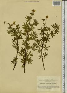 Dasiphora fruticosa (L.) Rydb., Siberia, Western Siberia (S1) (Russia)