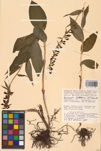 Epipactis helleborine (L.) Crantz, Eastern Europe, Lower Volga region (E9) (Russia)