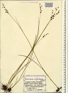 Juncus alpinoarticulatus Chaix, Caucasus, Stavropol Krai, Karachay-Cherkessia & Kabardino-Balkaria (K1b) (Russia)