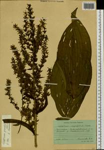 Veratrum grandiflorum (Maxim. ex Miq.) O.Loes., Siberia, Russian Far East (S6) (Russia)