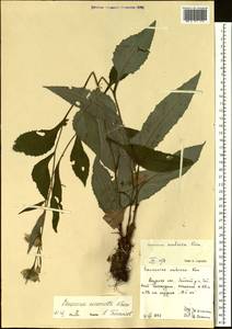 Saussurea neoserrata Nakai, Siberia, Russian Far East (S6) (Russia)