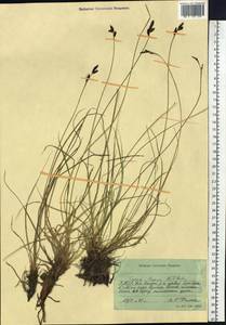 Carex bigelowii subsp. lugens (Holm) T.V.Egorova, Siberia, Yakutia (S5) (Russia)