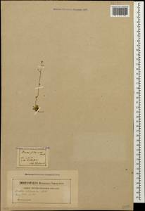 Draba siliquosa M.Bieb., Caucasus (no precise locality) (K0)