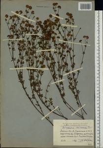 Dorycnium pentaphyllum subsp. herbaceum (Vill.)Rouy, Eastern Europe, West Ukrainian region (E13) (Ukraine)