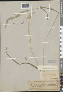 Calamagrostis obtusata Trin., Siberia, Altai & Sayany Mountains (S2) (Russia)