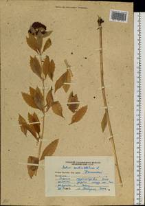 Hylotelephium verticillatum (L.) H. Ohba, Siberia, Russian Far East (S6) (Russia)