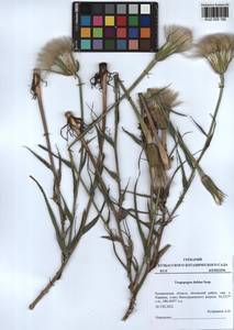 Tragopogon dubius Scop., Siberia, Altai & Sayany Mountains (S2) (Russia)