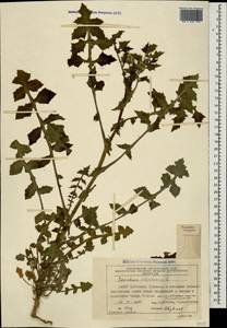 Sonchus oleraceus L., Caucasus, Azerbaijan (K6) (Azerbaijan)