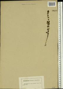 Euphrasia, Eastern Europe, Central forest-and-steppe region (E6) (Russia)