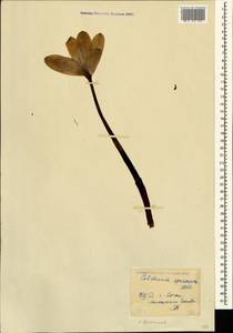 Colchicum speciosum Steven, Caucasus, Georgia (K4) (Georgia)