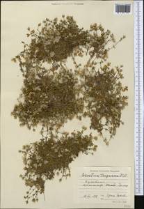 Dichodon cerastoides (L.) Rchb., Middle Asia, Pamir & Pamiro-Alai (M2) (Turkmenistan)
