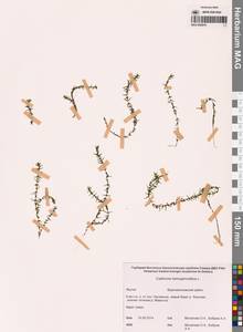 Callitriche hermaphroditica L., Siberia, Yakutia (S5) (Russia)
