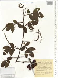 Paullinia pinnata L., Africa (AFR) (Ethiopia)
