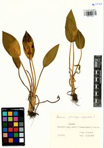 Alisma plantago-aquatica L., Siberia, Baikal & Transbaikal region (S4) (Russia)