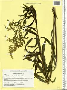 Solidago canadensis L., Eastern Europe, Central forest region (E5) (Russia)