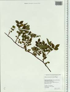 Rosa maximowicziana Regel, Siberia, Russian Far East (S6) (Russia)