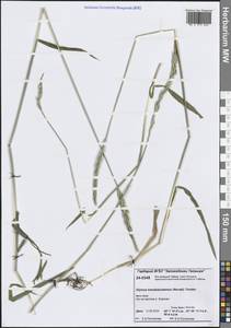 Elymus mutabilis (Drobow) Tzvelev, Siberia, Central Siberia (S3) (Russia)