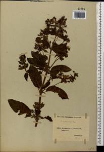 Lysimachia verticillaris Spreng., Caucasus, Georgia (K4) (Georgia)
