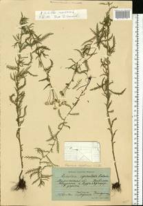 Achillea impatiens L., Eastern Europe, Northern region (E1) (Russia)