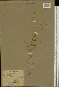 Stellaria palustris Ehrh. ex Retz., Eastern Europe, North-Western region (E2) (Russia)