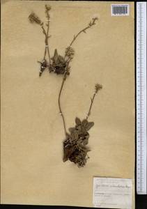 Goniolimon eximium (Schrenk) Boiss., Middle Asia, Western Tian Shan & Karatau (M3) (Kyrgyzstan)