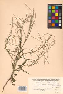 Sisymbrium orientale L., Siberia, Russian Far East (S6) (Russia)