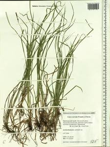 Carex nervata Franch. & Sav., Siberia, Russian Far East (S6) (Russia)