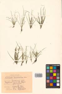 Eriocaulon chinorossicum Kom., Siberia, Russian Far East (S6) (Russia)