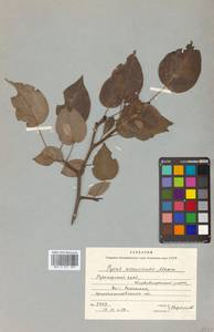 Pyrus ussuriensis Maxim., Siberia, Russian Far East (S6) (Russia)