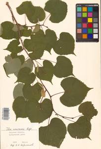 Tilia amurensis Rupr., Siberia, Russian Far East (S6) (Russia)