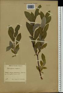 Salix myrsinifolia × dasyclados, Eastern Europe, Central region (E4) (Russia)