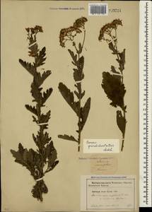 Jacobaea erucifolia subsp. grandidentata (Ledeb.) V. V. Fateryga & Fateryga, Crimea (KRYM) (Russia)