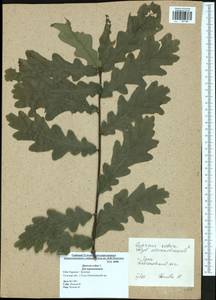 Quercus robur L., Eastern Europe, Central region (E4) (Russia)