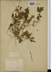 Daucus decipiens (Schrad. & J.C.Wendl.) Spalik, Wojew., Banasiak & Reduron, Western Europe (EUR) (Not classified)