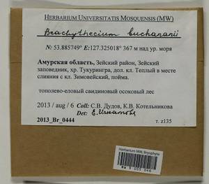 Brachythecium buchananii (Hook.) A. Jaeger, Bryophytes, Bryophytes - Russian Far East (excl. Chukotka & Kamchatka) (B20) (Russia)