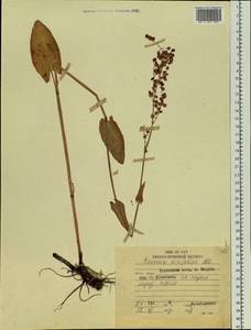 Rumex arifolius All., Siberia, Russian Far East (S6) (Russia)