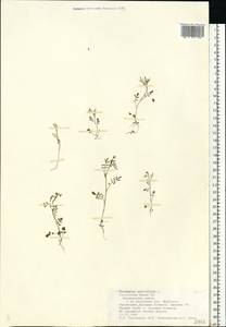 Cardamine parviflora L., Eastern Europe, Middle Volga region (E8) (Russia)