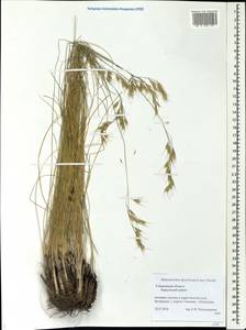 Helictotrichon desertorum (Less.) Pilg., Eastern Europe, Middle Volga region (E8) (Russia)